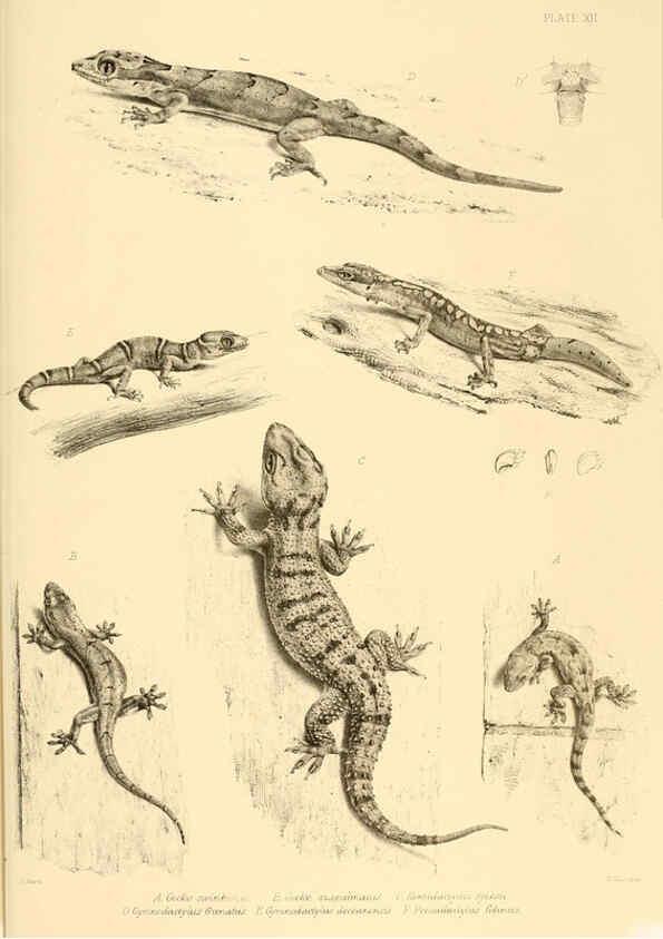 Reproducción/Reproduction 6459725529: The reptiles of British India London :Pub. for the Ray society by R. Hardwicke,1864