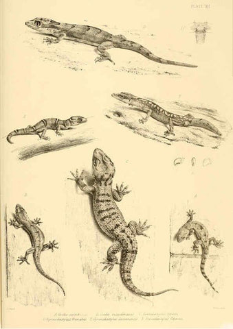Reproducción/Reproduction 6459725529: The reptiles of British India London :Pub. for the Ray society by R. Hardwicke,1864