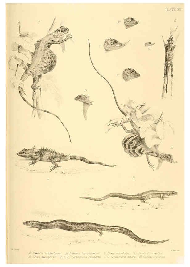 Reproducción/Reproduction 6459726017: The reptiles of British India London :Pub. for the Ray society by R. Hardwicke,1864