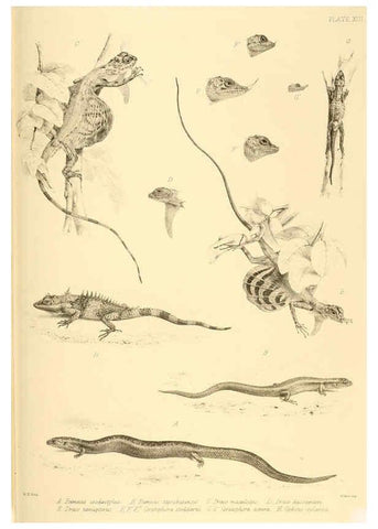 Reproducción/Reproduction 6459726017: The reptiles of British India London :Pub. for the Ray society by R. Hardwicke,1864