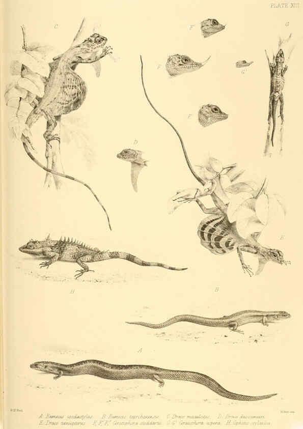 Reproducción/Reproduction 6459726017: The reptiles of British India London :Pub. for the Ray society by R. Hardwicke,1864