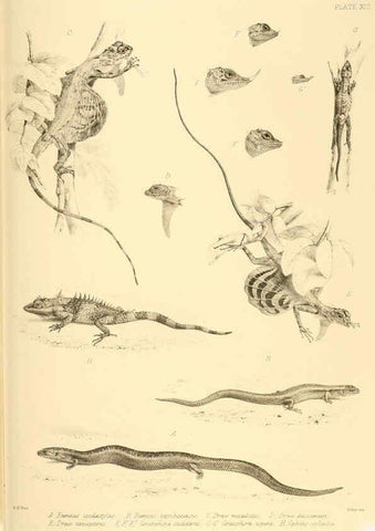 Reproducción/Reproduction 6459726017: The reptiles of British India London :Pub. for the Ray society by R. Hardwicke,1864