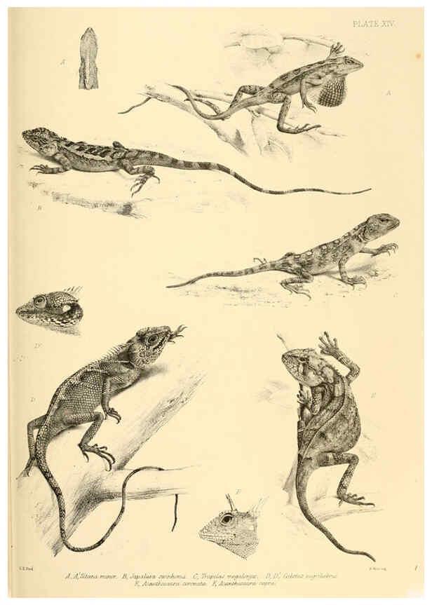 Reproducción/Reproduction 6459726563: The reptiles of British India London :Pub. for the Ray society by R. Hardwicke,1864