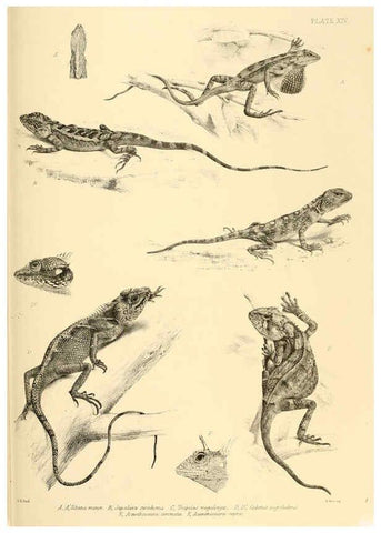 Reproducción/Reproduction 6459726563: The reptiles of British India London :Pub. for the Ray society by R. Hardwicke,1864