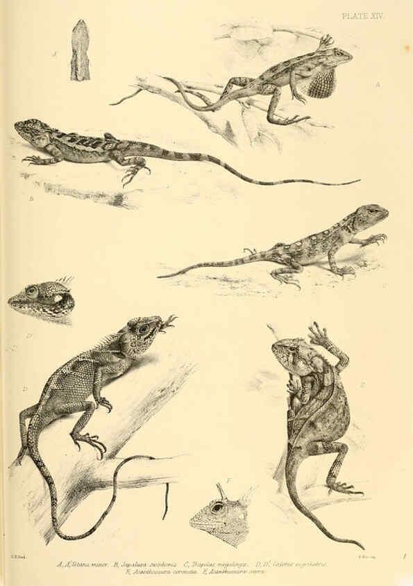 Reproducción/Reproduction 6459726563: The reptiles of British India London :Pub. for the Ray society by R. Hardwicke,1864
