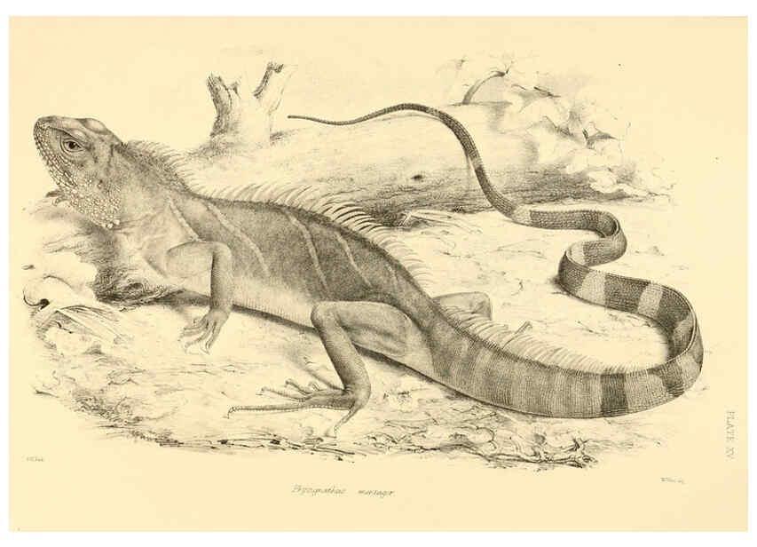 Reproducción/Reproduction 6459726873: The reptiles of British India London :Pub. for the Ray society by R. Hardwicke,1864
