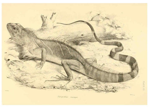 Reproducción/Reproduction 6459726873: The reptiles of British India London :Pub. for the Ray society by R. Hardwicke,1864