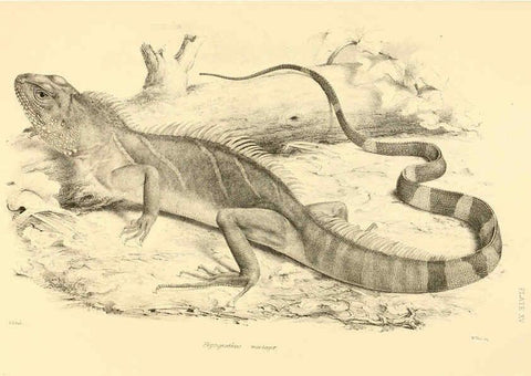Reproducción/Reproduction 6459726873: The reptiles of British India London :Pub. for the Ray society by R. Hardwicke,1864