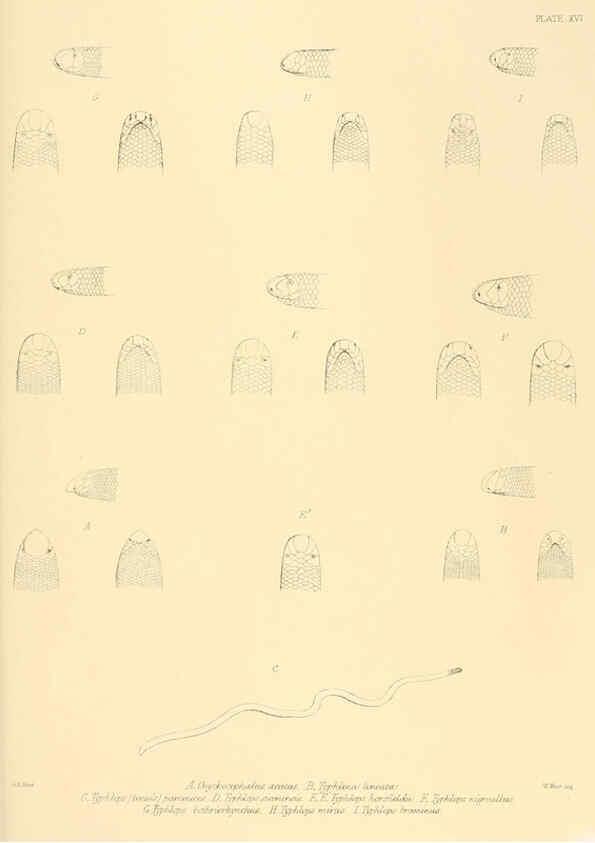 Reproducción/Reproduction 6459727225: The reptiles of British India London :Pub. for the Ray society by R. Hardwicke,1864