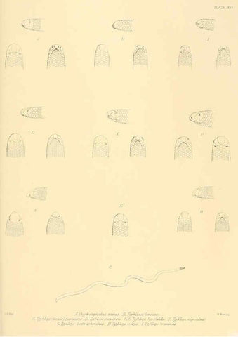 Reproducción/Reproduction 6459727225: The reptiles of British India London :Pub. for the Ray society by R. Hardwicke,1864