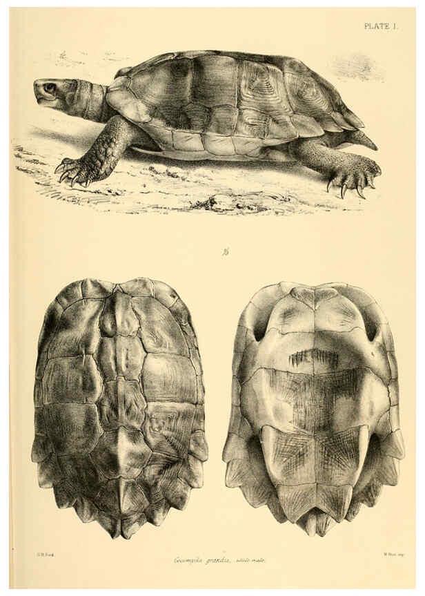 Reproducción/Reproduction 6459720839: The reptiles of British India London :Pub. for the Ray society by R. Hardwicke,1864