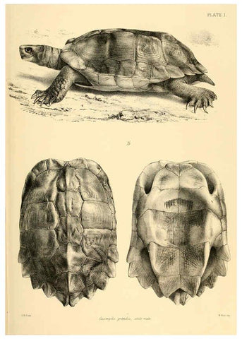 Reproducción/Reproduction 6459720839: The reptiles of British India London :Pub. for the Ray society by R. Hardwicke,1864