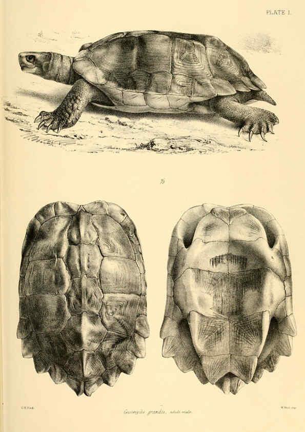 Reproducción/Reproduction 6459720839: The reptiles of British India London :Pub. for the Ray society by R. Hardwicke,1864