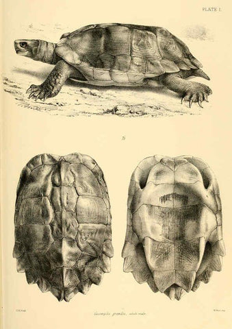 Reproducción/Reproduction 6459720839: The reptiles of British India London :Pub. for the Ray society by R. Hardwicke,1864