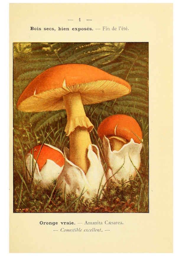 Reproducción/Reproduction 6459658015: Nouvel atlas de poche des champignons comestibles et vénéneux. v.1. Paris,Léon Lhome,1911-1912