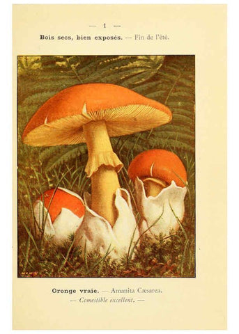 Reproducción/Reproduction 6459658015: Nouvel atlas de poche des champignons comestibles et vénéneux. v.1. Paris,Léon Lhome,1911-1912