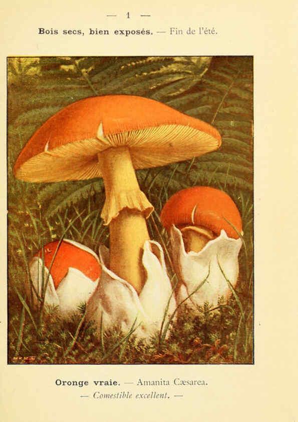 Reproducción/Reproduction 6459658015: Nouvel atlas de poche des champignons comestibles et vénéneux. v.1. Paris,Léon Lhome,1911-1912