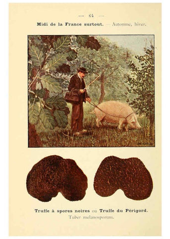 Reproducción/Reproduction 6459652917: Nouvel atlas de poche des champignons comestibles et vénéneux. v.1. Paris,Léon Lhome,1911-1912