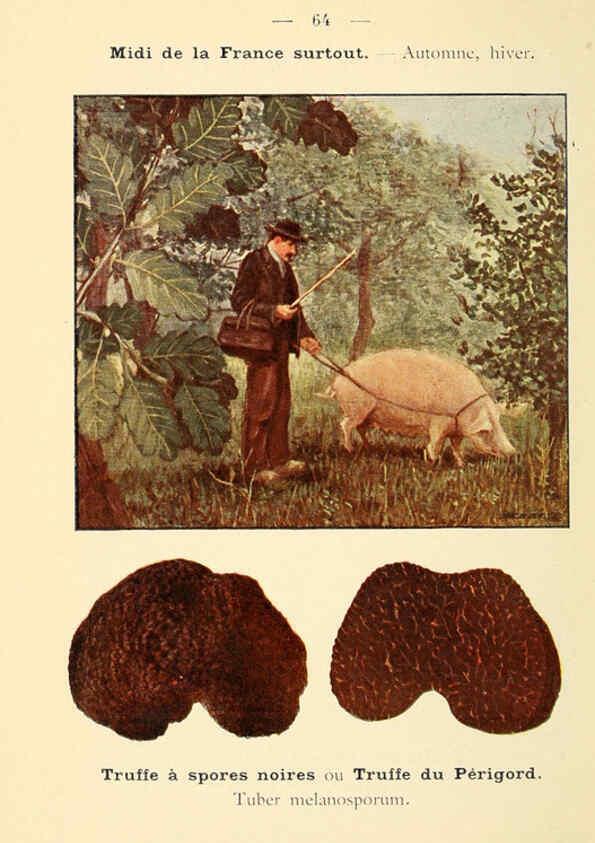 Reproducción/Reproduction 6459652917: Nouvel atlas de poche des champignons comestibles et vénéneux. v.1. Paris,Léon Lhome,1911-1912