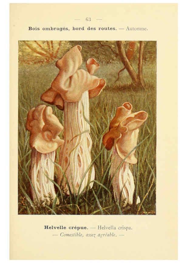 Reproducción/Reproduction 6459652491: Nouvel atlas de poche des champignons comestibles et vénéneux. v.1. Paris,Léon Lhome,1911-1912