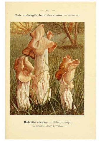 Reproducción/Reproduction 6459652491: Nouvel atlas de poche des champignons comestibles et vénéneux. v.1. Paris,Léon Lhome,1911-1912