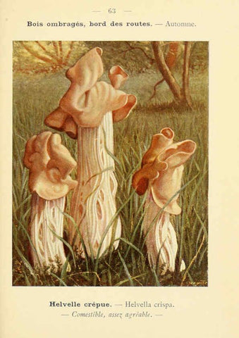 Reproducción/Reproduction 6459652491: Nouvel atlas de poche des champignons comestibles et vénéneux. v.1. Paris,Léon Lhome,1911-1912