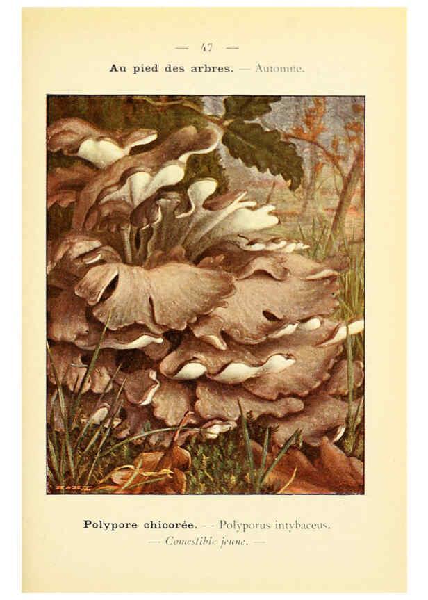 Reproducción/Reproduction 6459644547: Nouvel atlas de poche des champignons comestibles et vénéneux. v.1. Paris,Léon Lhome,1911-1912