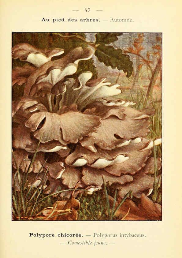 Reproducción/Reproduction 6459644547: Nouvel atlas de poche des champignons comestibles et vénéneux. v.1. Paris,Léon Lhome,1911-1912