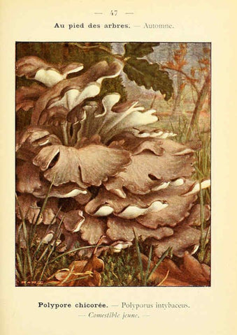 Reproducción/Reproduction 6459644547: Nouvel atlas de poche des champignons comestibles et vénéneux. v.1. Paris,Léon Lhome,1911-1912