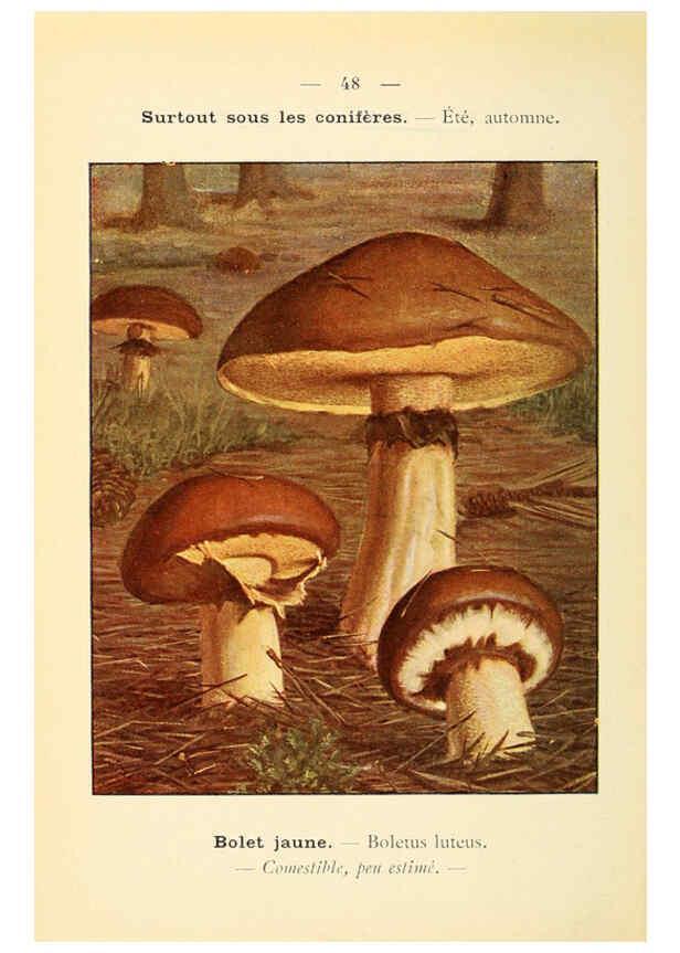 Reproducción/Reproduction 6459645093: Nouvel atlas de poche des champignons comestibles et vénéneux. v.1. Paris,Léon Lhome,1911-1912