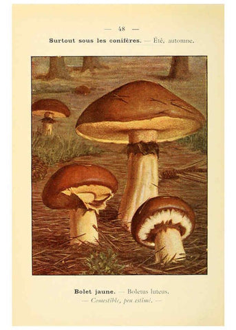 Reproducción/Reproduction 6459645093: Nouvel atlas de poche des champignons comestibles et vénéneux. v.1. Paris,Léon Lhome,1911-1912