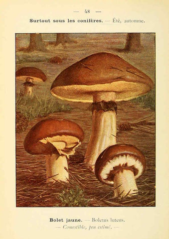 Reproducción/Reproduction 6459645093: Nouvel atlas de poche des champignons comestibles et vénéneux. v.1. Paris,Léon Lhome,1911-1912