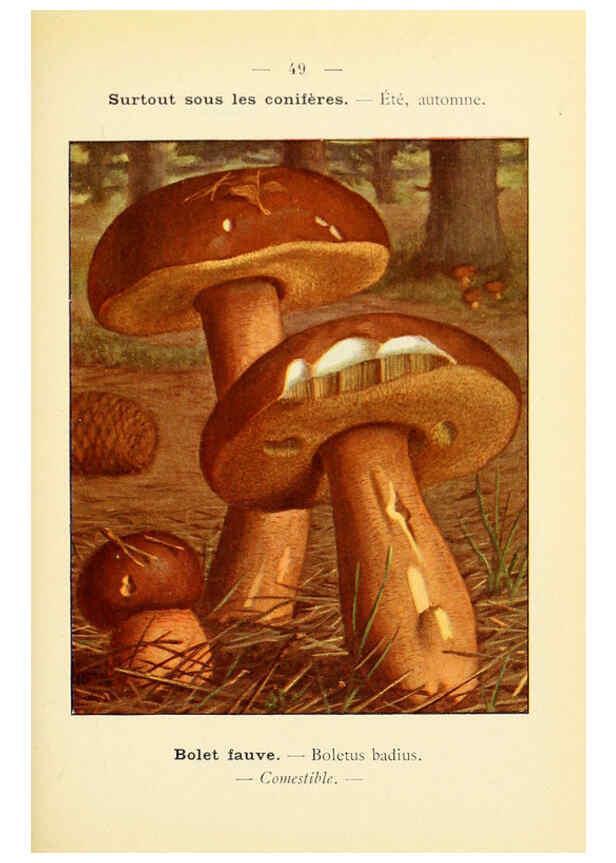 Reproducción/Reproduction 6459645595: Nouvel atlas de poche des champignons comestibles et vénéneux. v.1. Paris,Léon Lhome,1911-1912