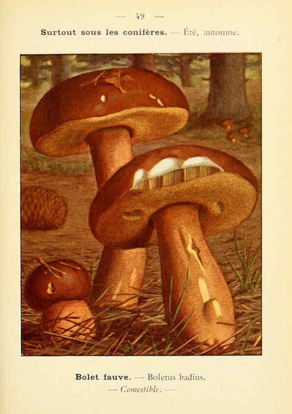 Reproducción/Reproduction 6459645595: Nouvel atlas de poche des champignons comestibles et vénéneux. v.1. Paris,Léon Lhome,1911-1912