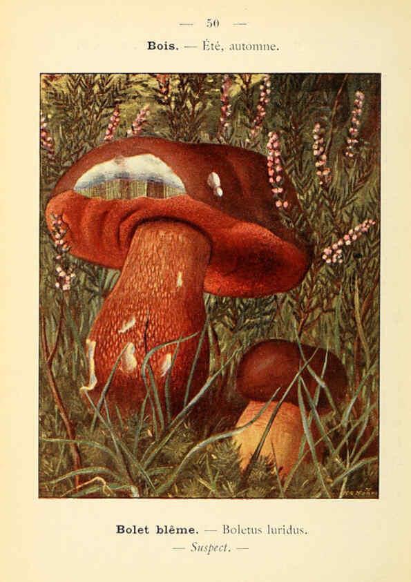Reproducción/Reproduction 6459646153: Nouvel atlas de poche des champignons comestibles et vénéneux. v.1. Paris,Léon Lhome,1911-1912