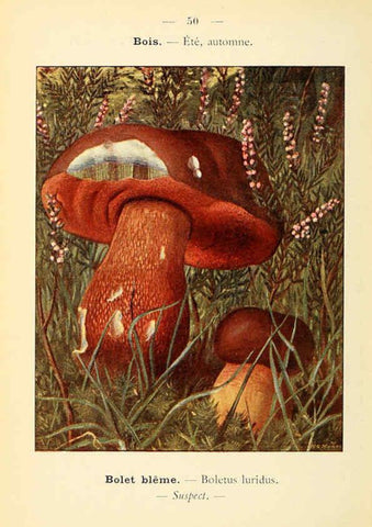 Reproducción/Reproduction 6459646153: Nouvel atlas de poche des champignons comestibles et vénéneux. v.1. Paris,Léon Lhome,1911-1912