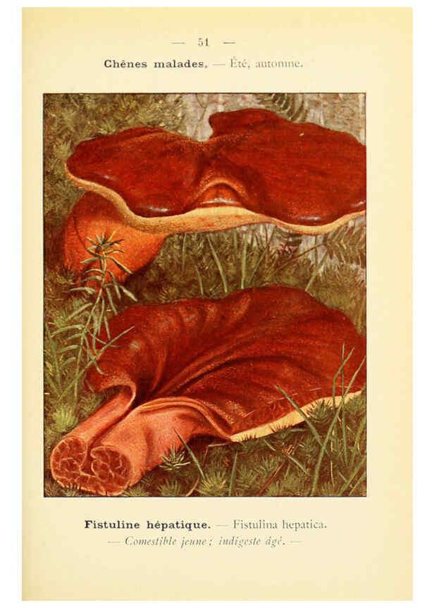 Reproducción/Reproduction 6459646533: Nouvel atlas de poche des champignons comestibles et vénéneux. v.1. Paris,Léon Lhome,1911-1912