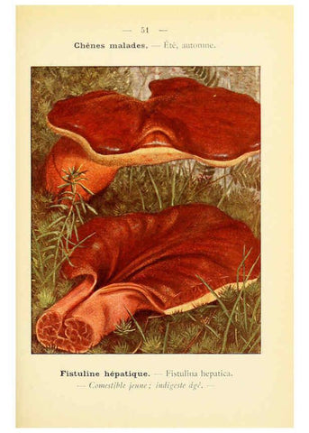 Reproducción/Reproduction 6459646533: Nouvel atlas de poche des champignons comestibles et vénéneux. v.1. Paris,Léon Lhome,1911-1912