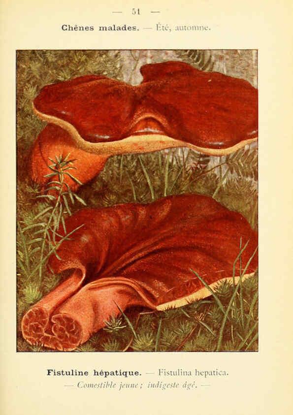 Reproducción/Reproduction 6459646533: Nouvel atlas de poche des champignons comestibles et vénéneux. v.1. Paris,Léon Lhome,1911-1912