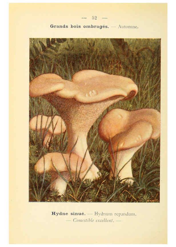 Reproducción/Reproduction 6459647099: Nouvel atlas de poche des champignons comestibles et vénéneux. v.1. Paris,Léon Lhome,1911-1912