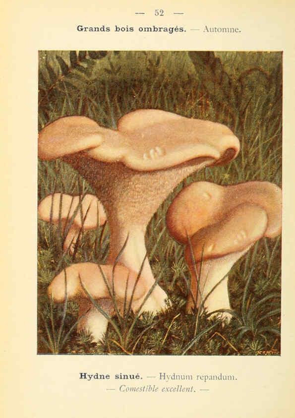 Reproducción/Reproduction 6459647099: Nouvel atlas de poche des champignons comestibles et vénéneux. v.1. Paris,Léon Lhome,1911-1912