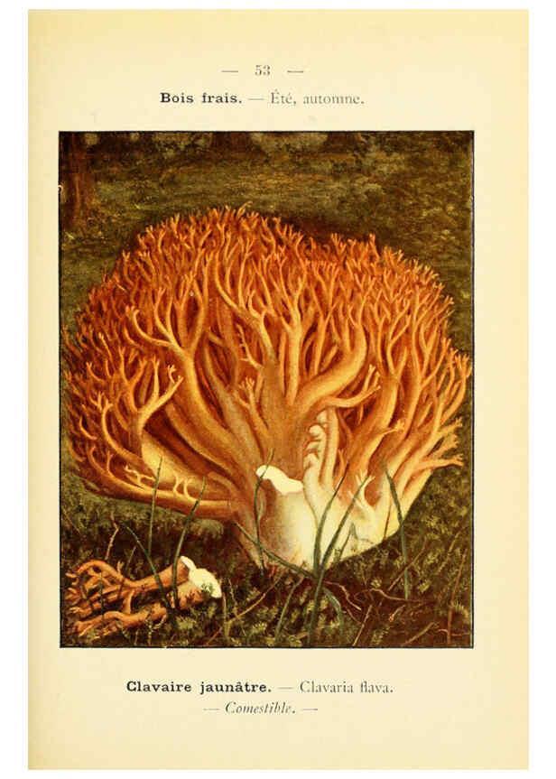 Reproducción/Reproduction 6459647535: Nouvel atlas de poche des champignons comestibles et vénéneux. v.1. Paris,Léon Lhome,1911-1912