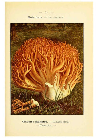 Reproducción/Reproduction 6459647535: Nouvel atlas de poche des champignons comestibles et vénéneux. v.1. Paris,Léon Lhome,1911-1912
