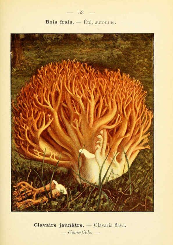Reproducción/Reproduction 6459647535: Nouvel atlas de poche des champignons comestibles et vénéneux. v.1. Paris,Léon Lhome,1911-1912