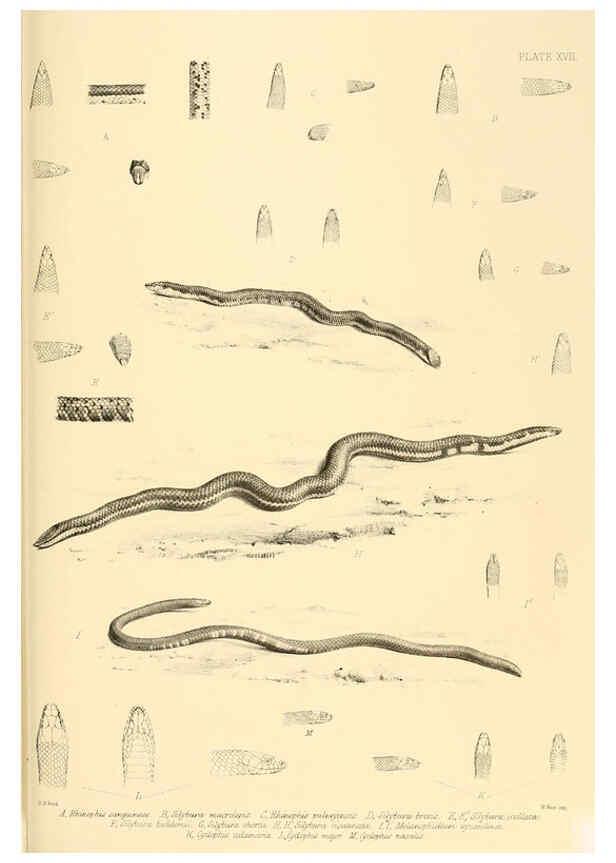 Reproducción/Reproduction 6459727607: The reptiles of British India London :Pub. for the Ray society by R. Hardwicke,1864