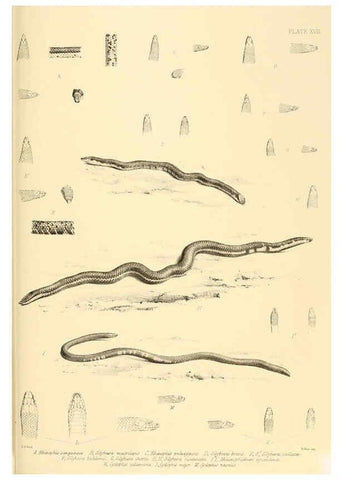 Reproducción/Reproduction 6459727607: The reptiles of British India London :Pub. for the Ray society by R. Hardwicke,1864
