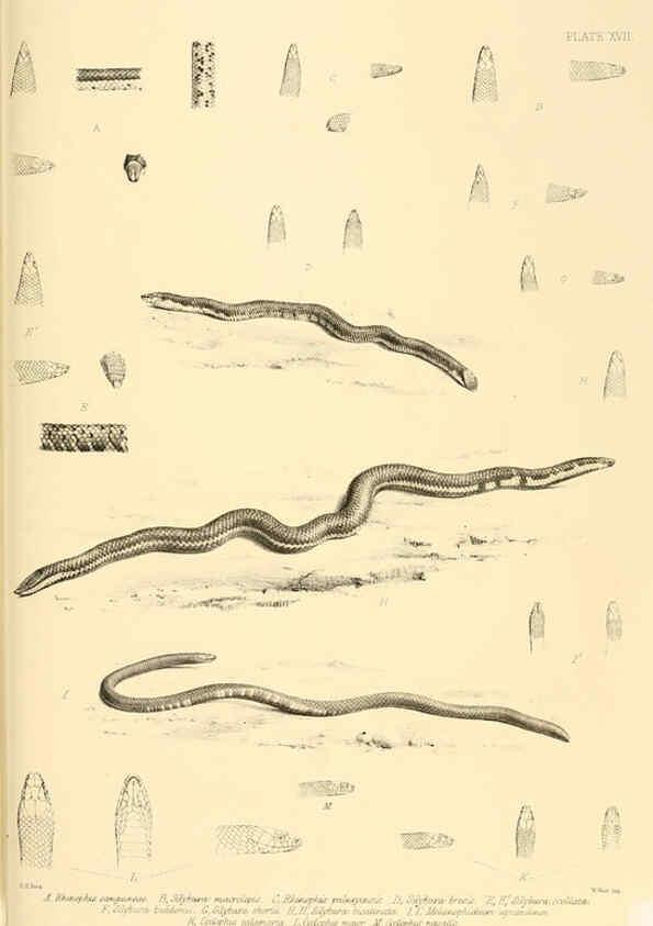 Reproducción/Reproduction 6459727607: The reptiles of British India London :Pub. for the Ray society by R. Hardwicke,1864