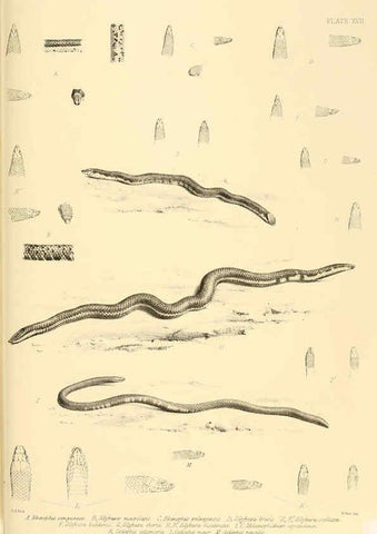 Reproducción/Reproduction 6459727607: The reptiles of British India London :Pub. for the Ray society by R. Hardwicke,1864