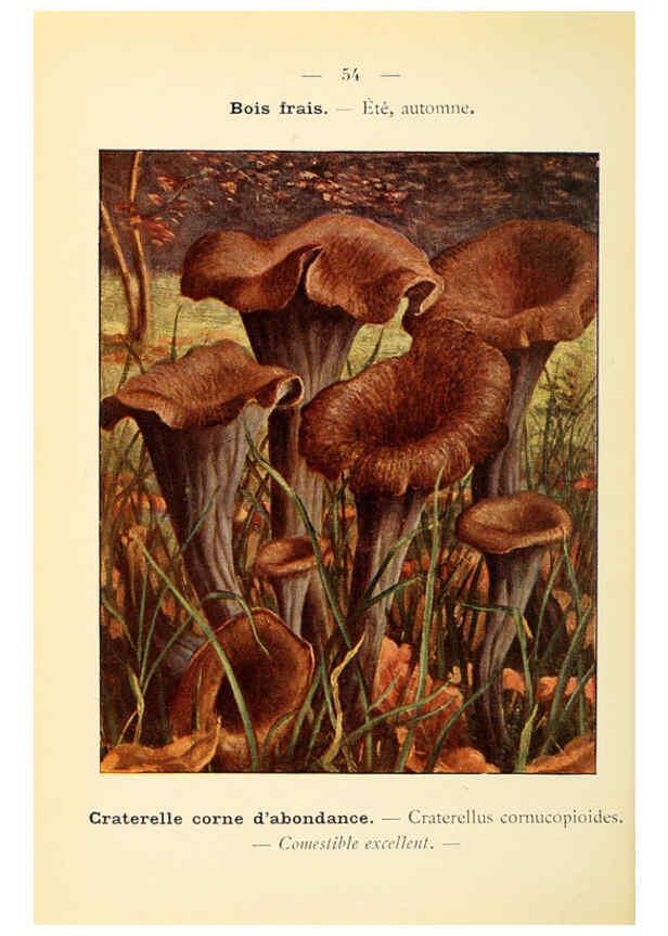 Reproducción/Reproduction 6459648097: Nouvel atlas de poche des champignons comestibles et vénéneux. v.1. Paris,Léon Lhome,1911-1912