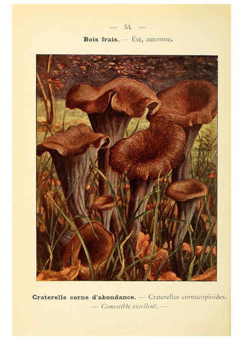 Reproducción/Reproduction 6459648097: Nouvel atlas de poche des champignons comestibles et vénéneux. v.1. Paris,Léon Lhome,1911-1912